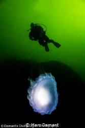 Over the Moon! Diver checking out the view of a Moon Jell... by Marc Damant 